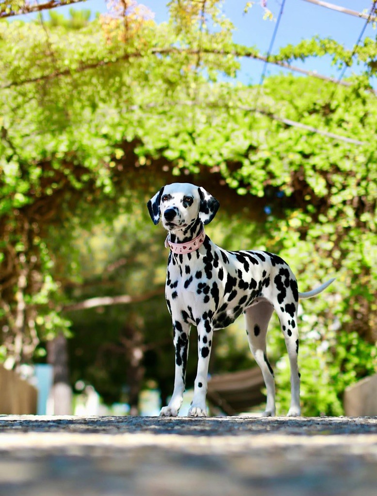 Vip nyméria Des Vents Et Marées Bretons